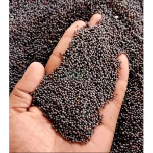Mustard Seed