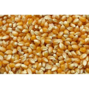 Maize