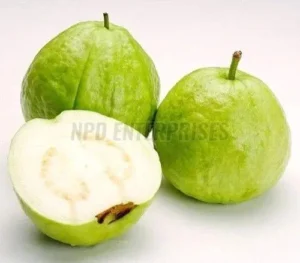 Fresh Guava