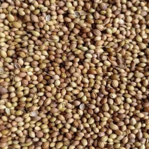 Coriander Seed