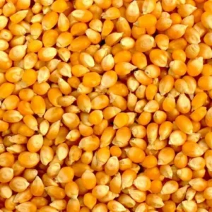Corn Kernel
